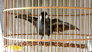 Luyện khướu bạc má Múa xòe cánh cực hay/Kích bổi căng lửa múa theo/khướu bạc má múa hót buổi sáng