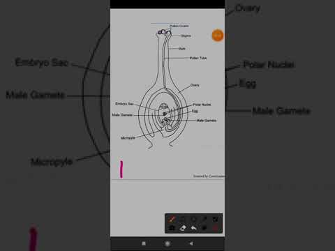 Fertilization in Flowering plants