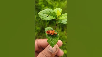 Cantao ocellatus | Stunning Shield Bug in Monsoon Jungle #shorts #viral #trending #new #youtube