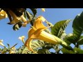 Бругмансия, Brugmansia aurea, Jardin Oriental Bienquerido, природа Испании, 17-31/05/2017