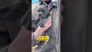 # Bk pet Zone # Cane corso male puppy for sale (8920196052) #new #short