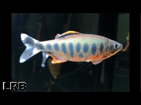 Barilius Ardens Get a NEW Home! Hill Trouts - YouTube
