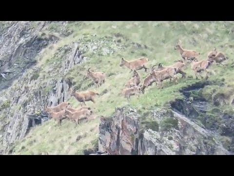 ყაზბეგში, ყუროს ქედზე ჯიხვების არვები გამოჩნდნენ -  ვიდეო, რომელიც სოციალურ ქსელში გავრცელდა