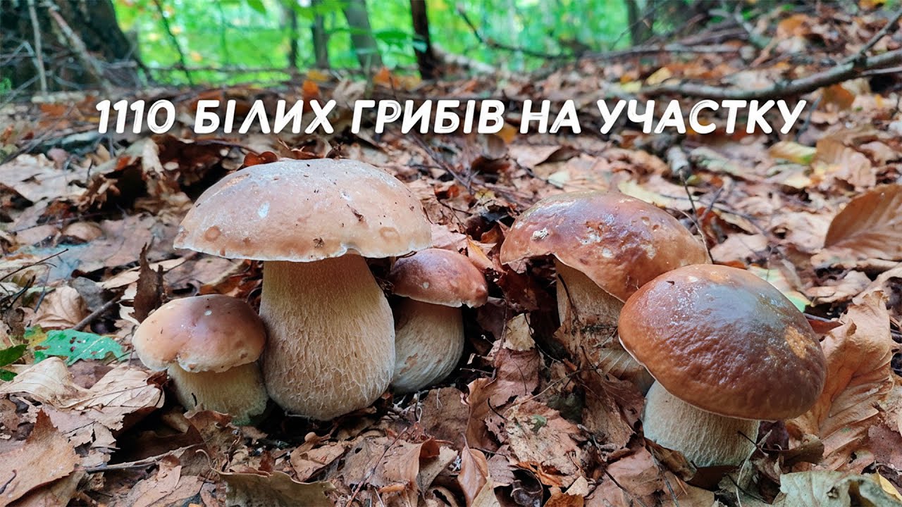 Найкращий похід за грибами у моєму житті!110 грибів на одному участку!