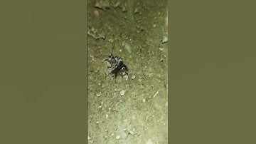 #shorts What is this bug?#Trash Bug or Junk Bug#Assassin Bug Stacks Dead Ants on its Back