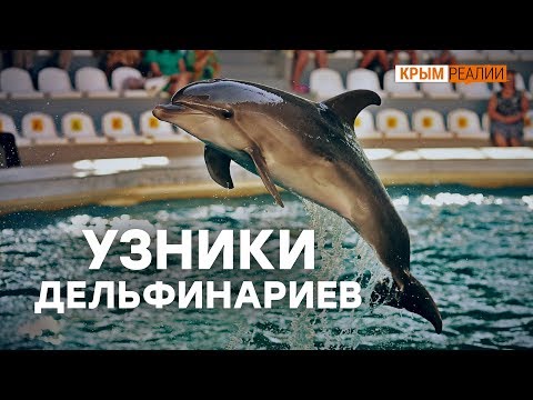 Почему нужно закрыть дельфинарии в Крыму? | Крым.Реалии ТВ