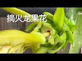 火龙果开花后需要摘掉花朵吗 如何安全采摘 火龙果花可以食用 火龙果开花后需要摘掉花朵吗 如何安全采摘 火龙果花可以食用