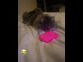 #cat #catsbeingcats