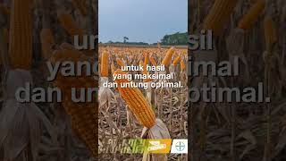DEKALB dari BAYER di PENAS 2026