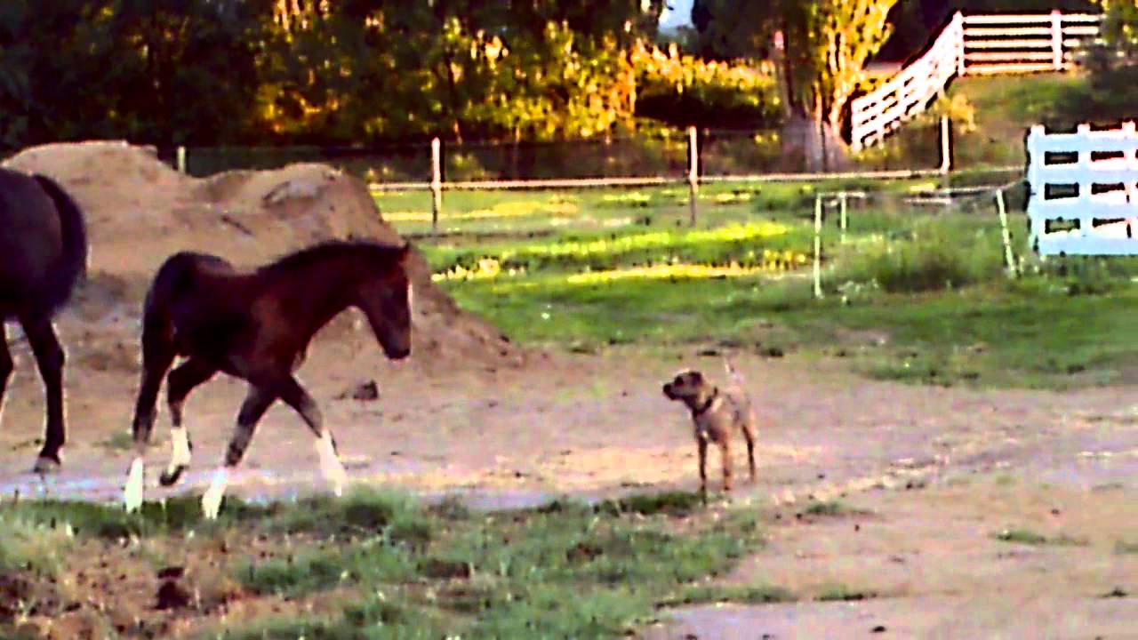 Hackney Colt Pi & Brodie - Hackney Horse colt chases Border Terrier - YouTube