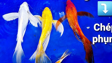 Combo Cá Chép Phụng 9 con, Cá Koi theo combo dễ lựa chọn