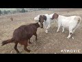 Goats in Heat