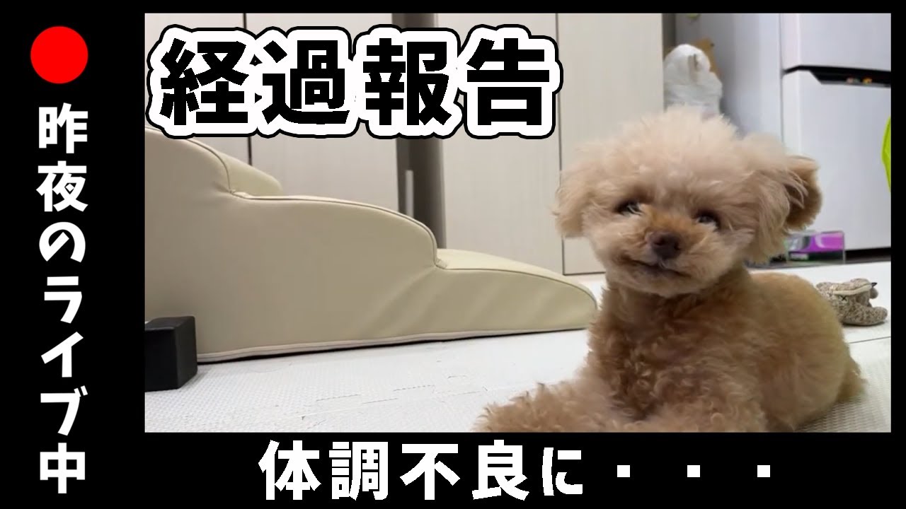 経過報告 ライブ中に体調不良になってしまった犬のその後の様子 トイプードル Youtube 経過報告 ライブ中に体調不良になってしまった犬のその後の様子 トイプードル Youtube