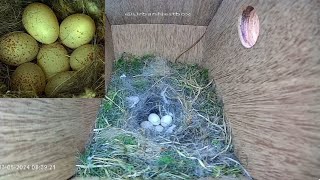 Blue Tit Camera Nest Box Live Stream 1