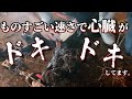 ベテラン獣医師による和牛難産介助【後編】