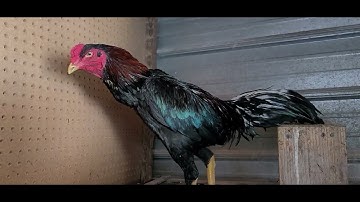 NOOB QAIB EJ DRUMMER 2/20/2022