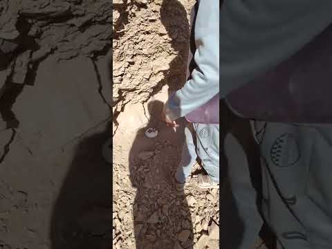 استمع وشاهد عند ما يرن جهاز وحش الذهب على احد عروق الذهب