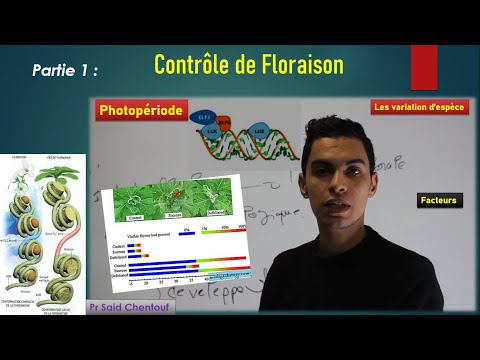 Partie1: Le contrôle de Floraison  (les facteurs influencent sur la plante)