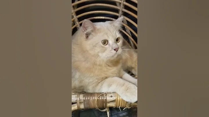 Video 10420661: kittycat, catlover, kitty