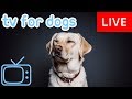 Dog TV - Relax Your Dog Music - Helping 8 Million Dogs Every Month