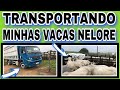 TRANSPORTANDO MINHAS VACAS NELORE DE VOLTA PARA CASA