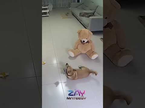 من الخضه الكلب جاله تشنجات اكسبلور هتضحك كوميديات 