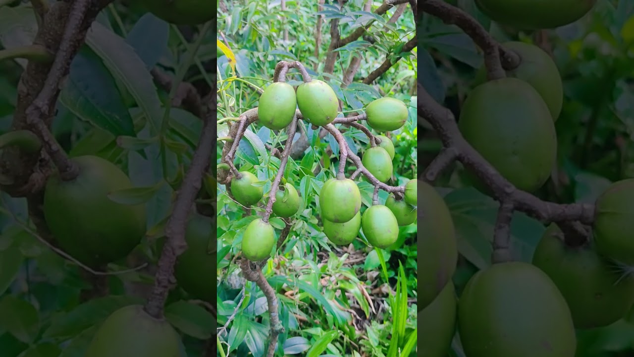June Plum Tree: What No One Is Talking About