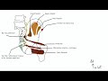 Neurologie du membre infrieur plexus sacre