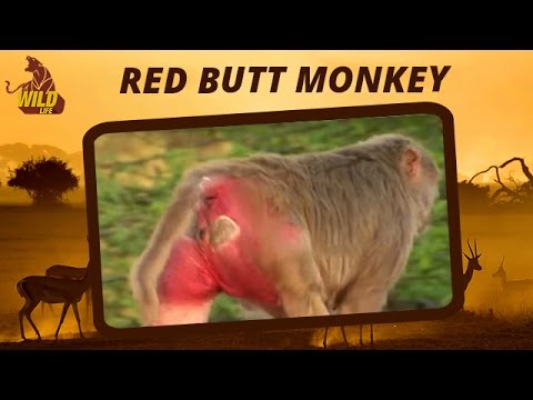 videos deer hunter Monkeys In Forest | Red Butt Monkey | Monkey Videos | Wildlife