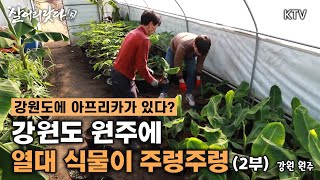 (살어리랏다5) 2부 - 강원도 원주에서 열대과일이 주렁주렁 koreatv, tropical, fruit, Farm, banana, papaya (강원 원주)