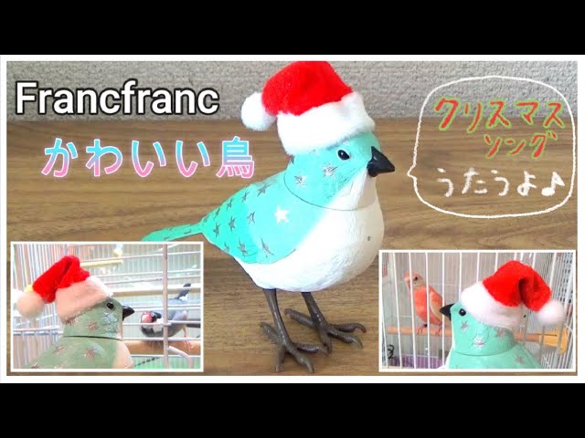 Francfrancのミュージックバード（クリスマスver.)を文鳥とインコに