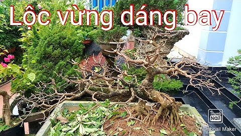 Cắt sửa lại cây lộc vừng dáng bay