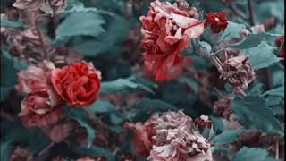 Download Lagu Full album Gozar - Bahram MP3