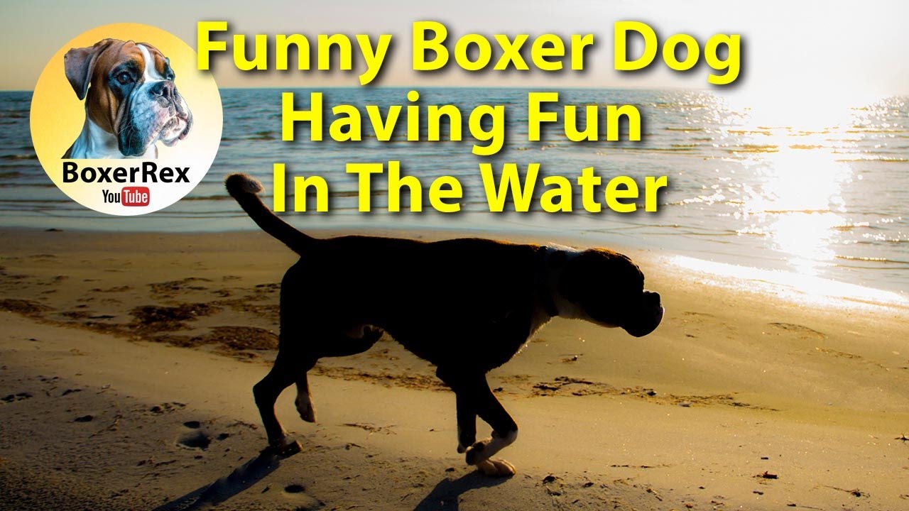 Funny Boxer Dog Having Fun In The Water 🌊 😂 ⚽ - YouTube