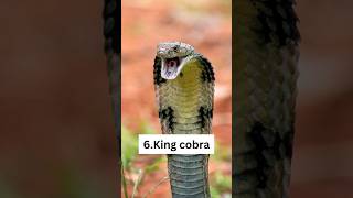 Top 10 Most Venomous/Poisonous Animals in the World#shorts #top10 #viral #trending shorts