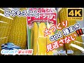 【4K とうもろこし・家庭菜園】【ゴールドラッシュ】の 育て方、種まき・甘い・美味しい2025.3.1siba ライフ #家庭菜園 #栽培 #育て方 .