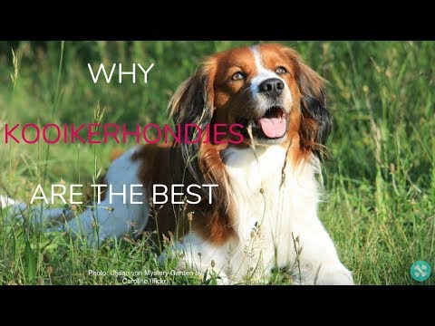 Video: Nederlandse Kooikerhondje It Zoti Hipoallergen, Sog'liq Va Umr Ko'rish Muddati