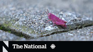 #TheMoment a family adopted a rare pink grasshopper