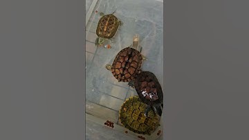 Rùa nước ăn cám Kama tại Ú Ù PETSHOP CPC