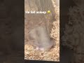 Taro falls asleep during ‘work’