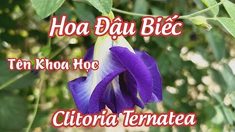 Hoa Đậu Biếc_Tác Dụng&Tác Hại of Hoa Đậu Biếc Effects and Harms of Butterfly Pea @HueTranCauQuan