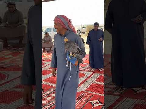 طرح المجيرمه 11 اكتوبر 2025 مزاد شيهانه قرناسه طرح السعودية التغطيه 