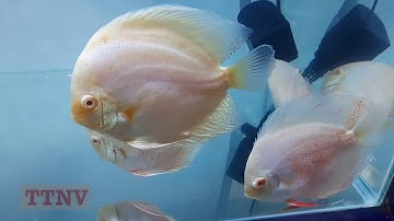 Tuyển cá dĩa đẹp: Cá Dĩa Bò Cạp Albino - Discus Fish
