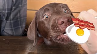 LABRADOR PUPPY GOES TO BRUNCH!!! by Woodford The Chocolate Lab 9,538 views 4 months ago 2 minutes, 57 seconds