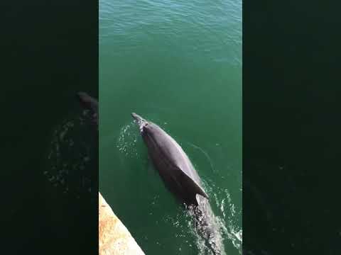 I delfini al porto di Cagliari - marzo 2020
