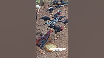 Mus Saib Qaib Pub Qaib 11/22/2025