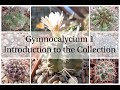 Gymnocalycium 1 - Introduction to the Collection (Cactus Series 2)