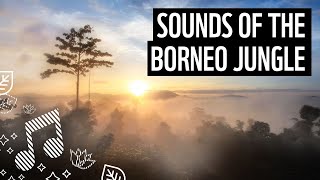 Sounds of the Borneo Jungle | Meditation Series | Music for Focus | WWF