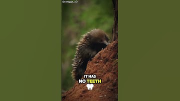 Echidna #Echidna #naturebeyond