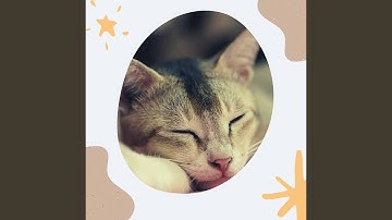 Exquisite Backdrops for Mysterious Kittens